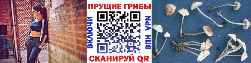 Псилоцибиновые грибы Magic Shrooms  Купить где  Калач 